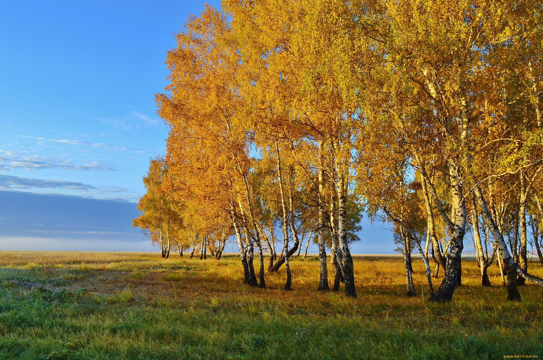 Природа природа в любое время года. Березова роща Золотая осень. Осенняя Березка. Береза осенью. Береза осень.